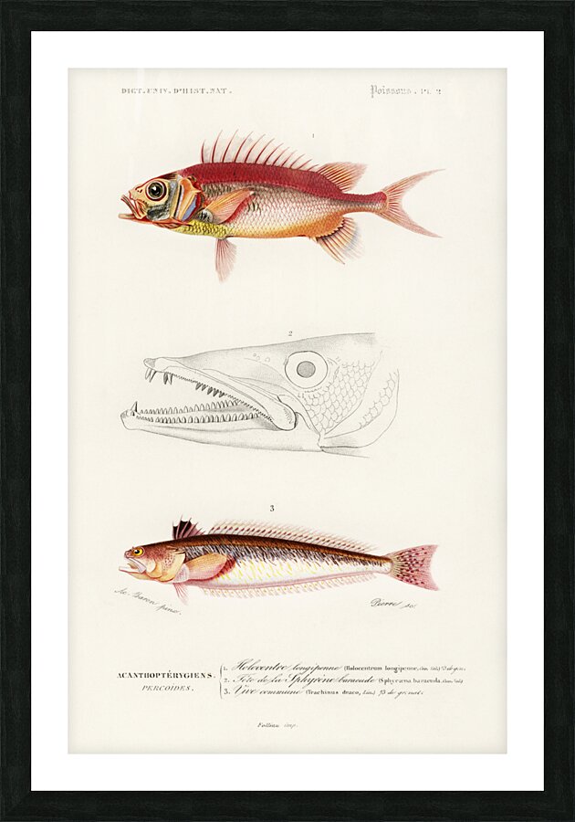 Different types of fishes Picture Frame print