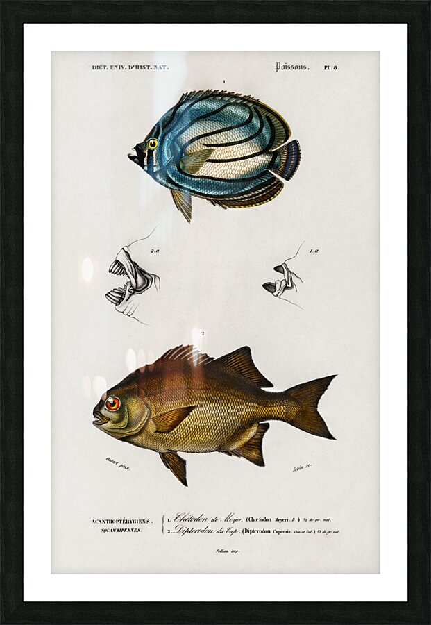 Different types of fishes Picture Frame print
