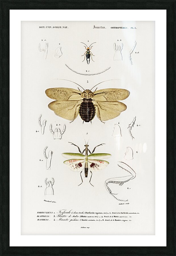 Different types of insects Picture Frame print