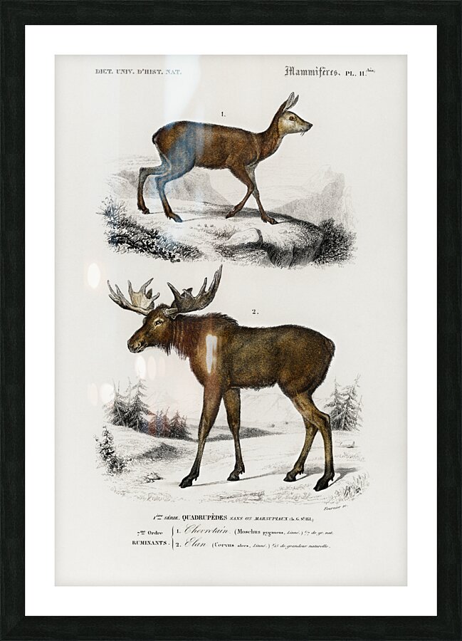 Different types of insects Picture Frame print