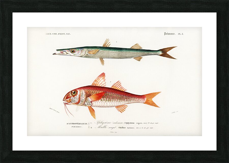 Different types of fishes Picture Frame print