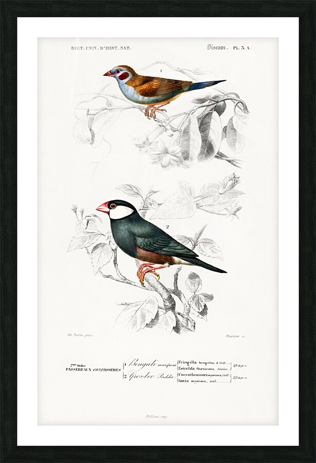 Red-cheeked Cordonbleu Uraeginthus Bengalus and Java Sparrow Lonchura Oryzivora Picture Frame print