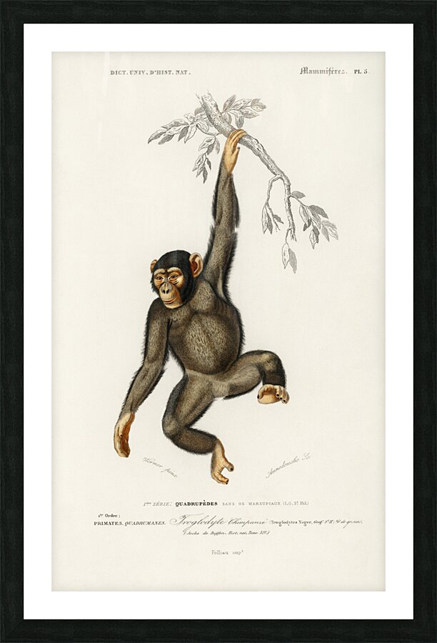 Vintage monkey poster Picture Frame print