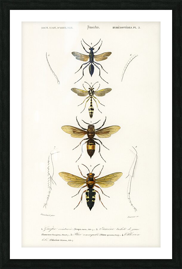 Different types of wasps Picture Frame print