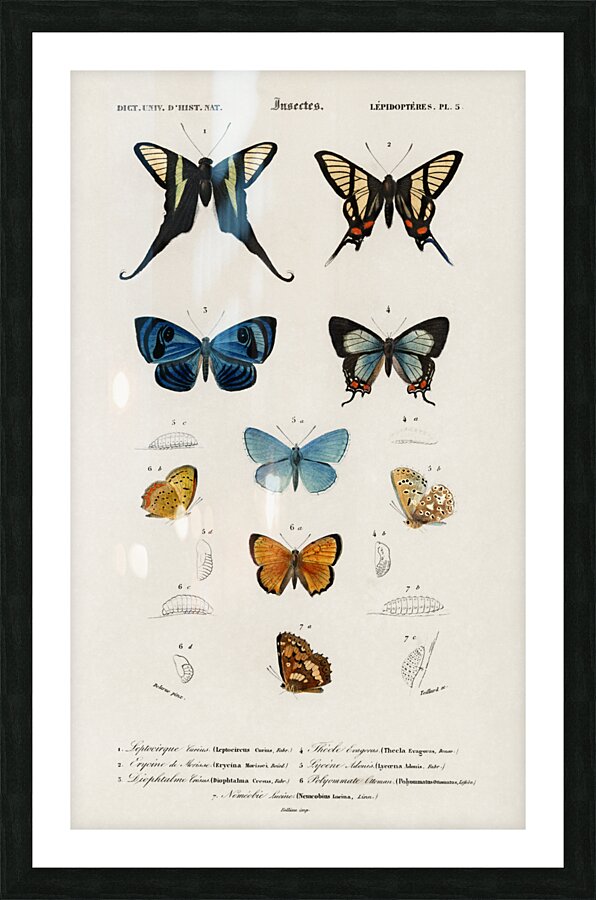 Different types of wasps Picture Frame print