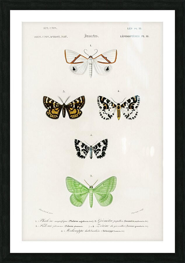 Collection of moths Picture Frame print