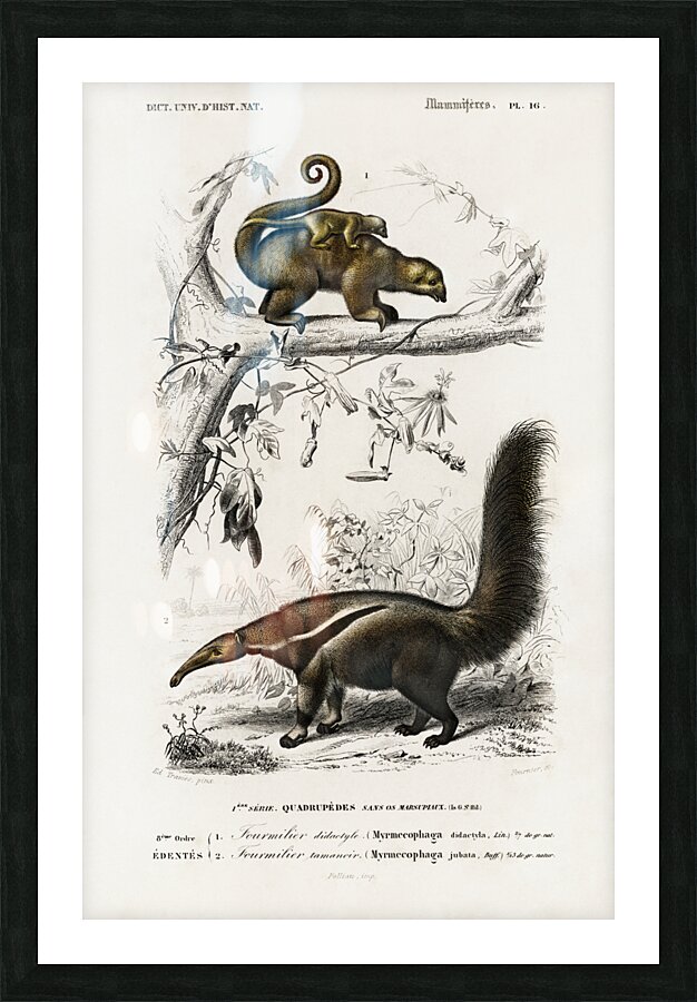 Pygmy anteater Cyclopes didactylus and Giant anteater Myrmecophaga tridactyla Picture Frame print