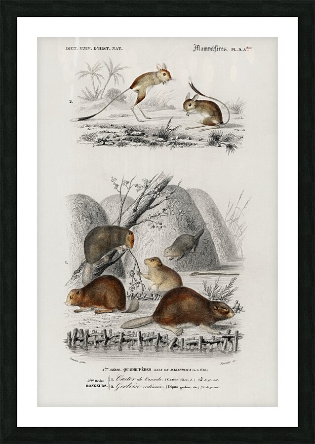 Beaver Castor and Jerboa Dipus Picture Frame print