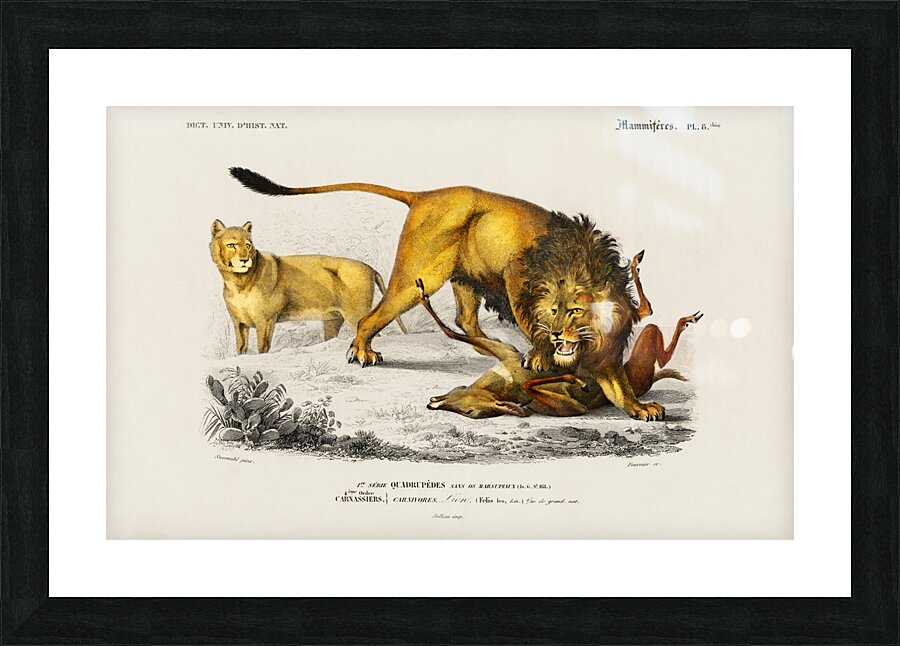 Lion Panthera Leo Picture Frame print