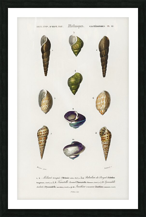 Different types of mollusks Picture Frame print