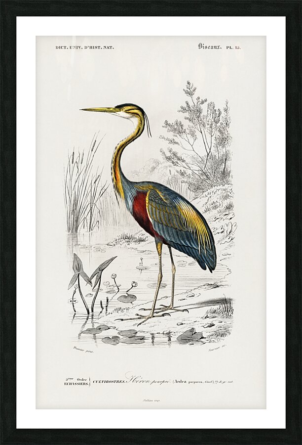 Purple heron Ardea purpurea Picture Frame print