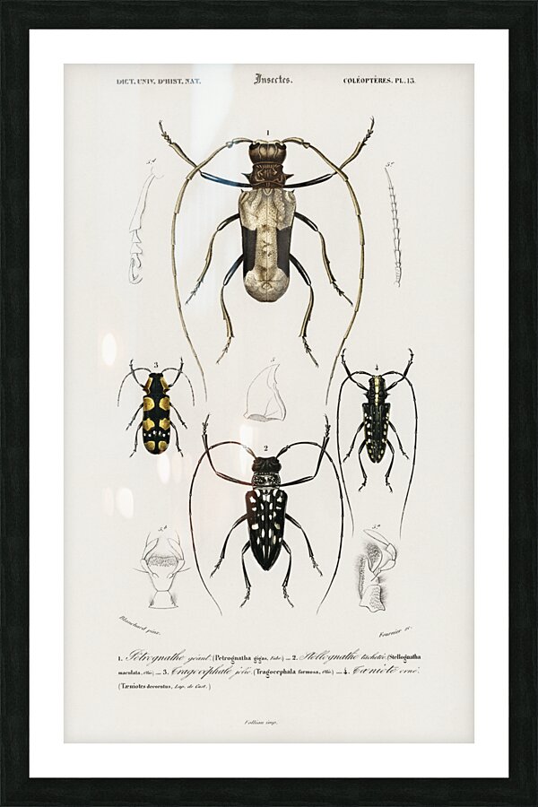 Different types of beetles Picture Frame print