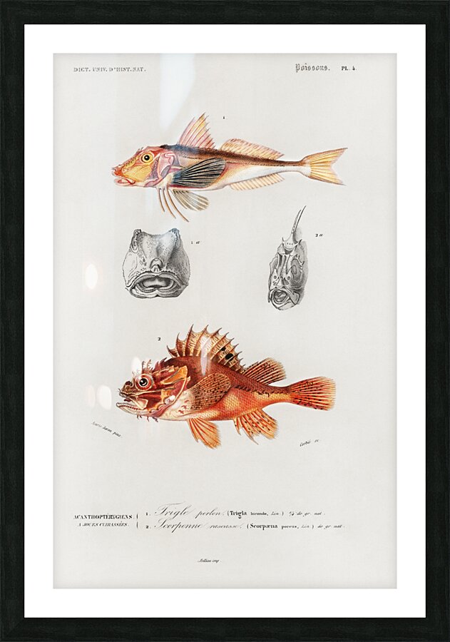 Different types of fishes Picture Frame print