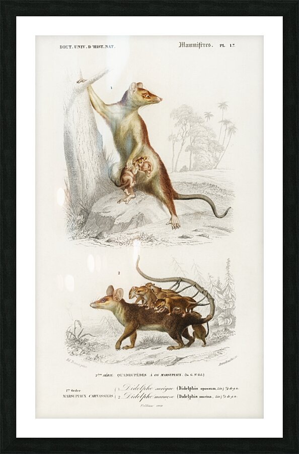 Opossum Didelphis and Opossum Didelphis Picture Frame print