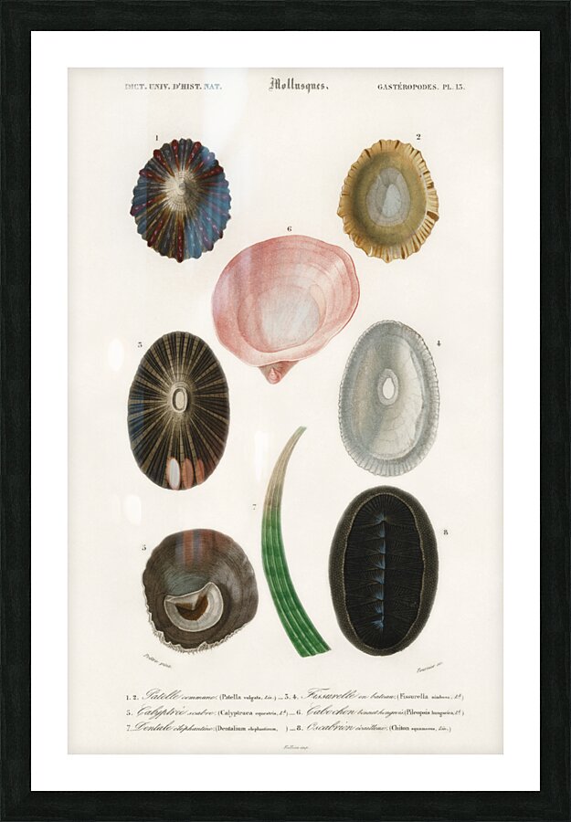 Different types of mollusks Picture Frame print