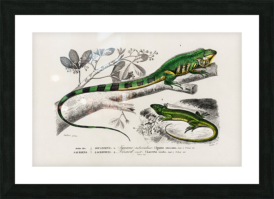 Different types of mollusks Picture Frame print