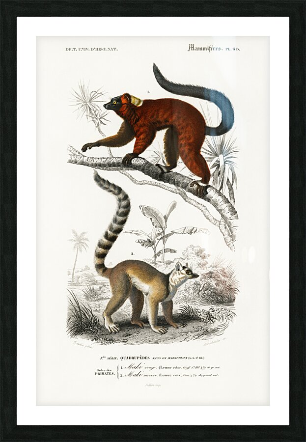 Lemur Picture Frame print
