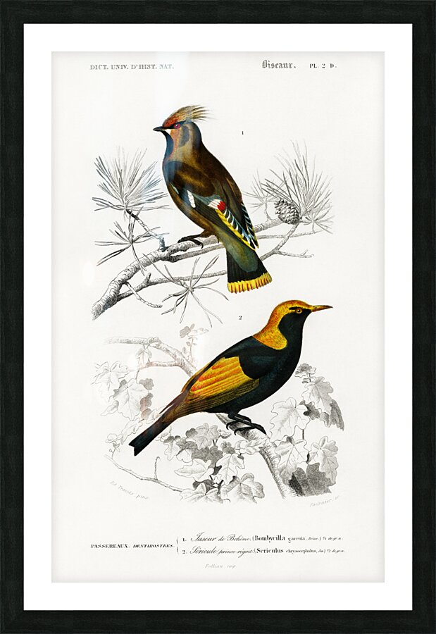 Different types of birds Picture Frame print