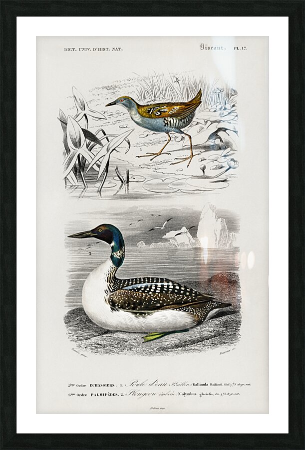 Different types of birds Picture Frame print