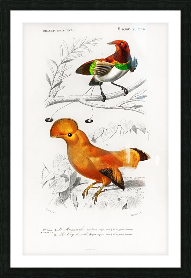 Different types of birds Picture Frame print