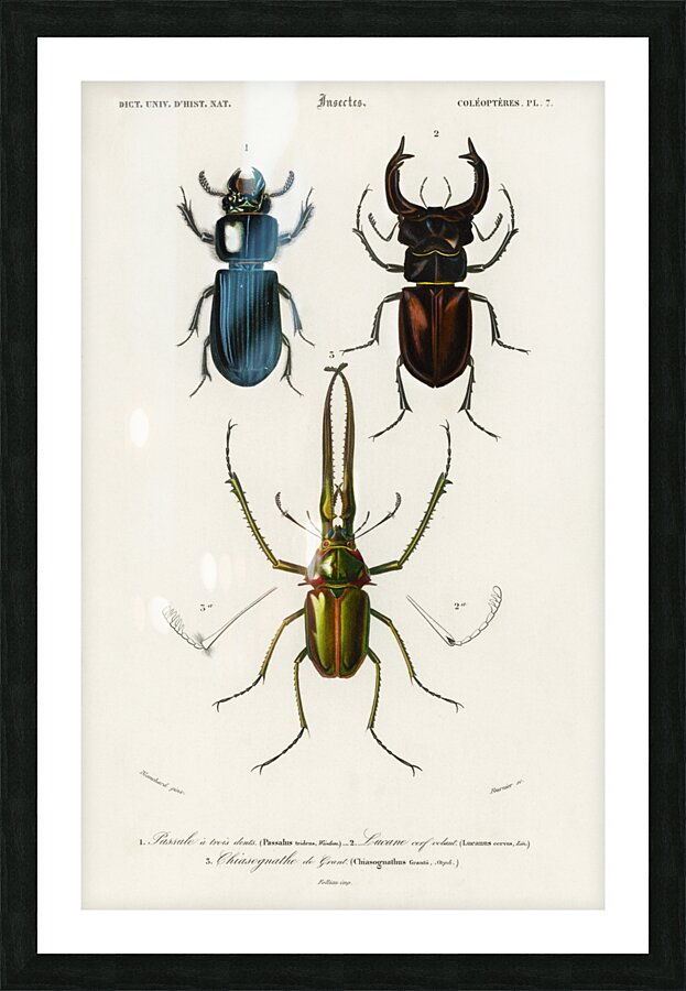 Different types of beetles Picture Frame print