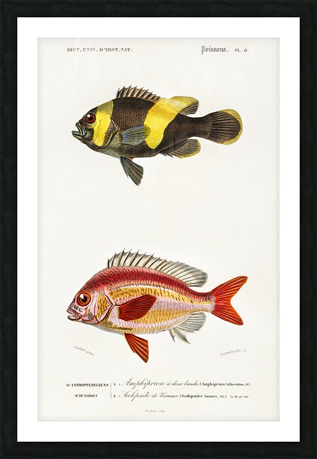 Different types of fishes Picture Frame print