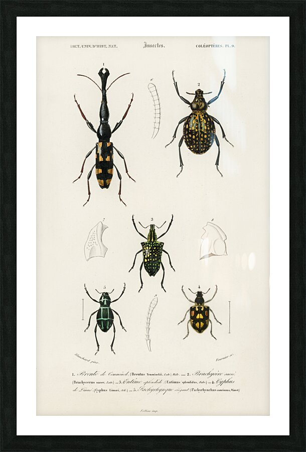Different types of insects Picture Frame print