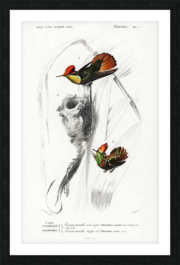 Different types of beetles Picture Frame print