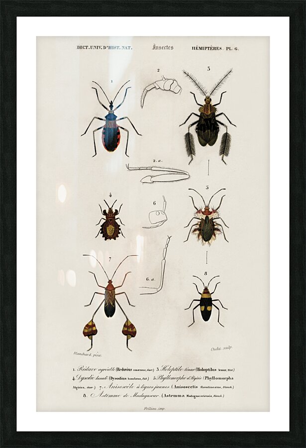 Different types of insects Picture Frame print