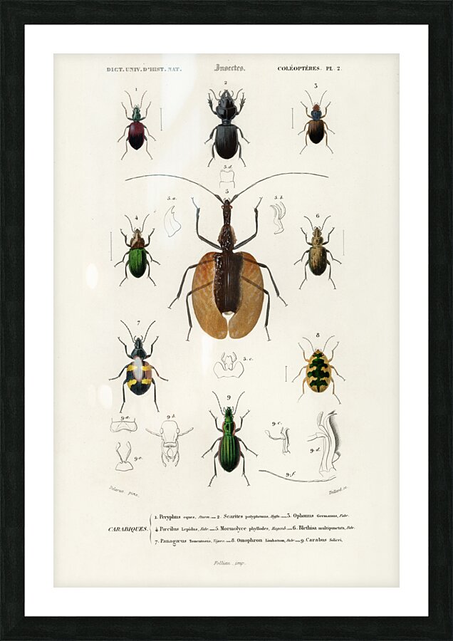 Different types of beetles Picture Frame print