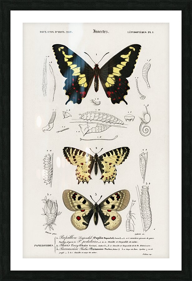 Different types of beetles Picture Frame print