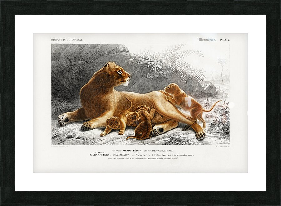 Fails Leo Picture Frame print