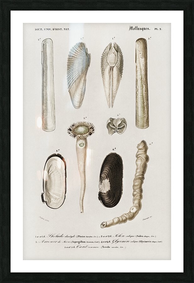 Fails Leo Picture Frame print