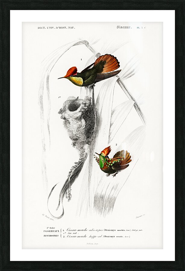 Different types of birds Picture Frame print