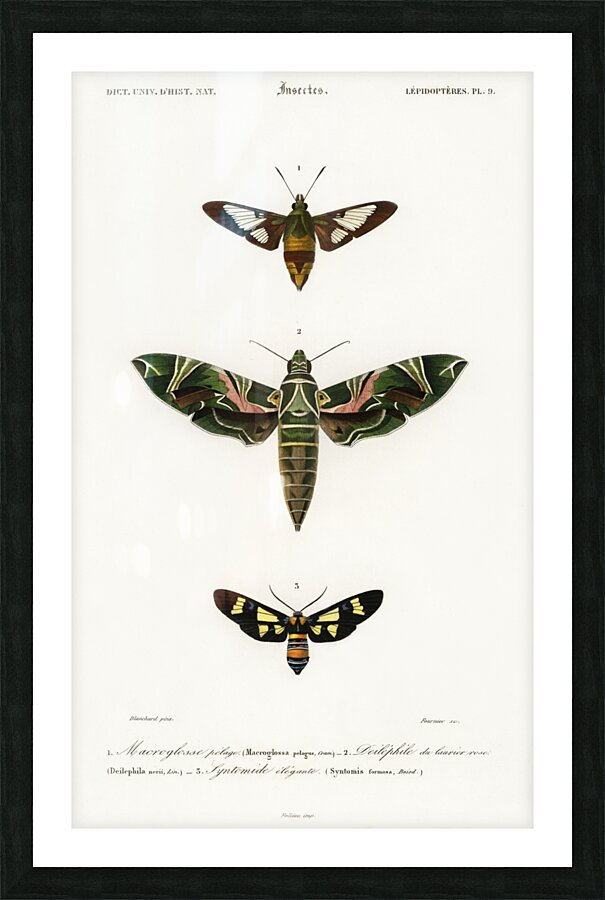 Different types of moths Picture Frame print