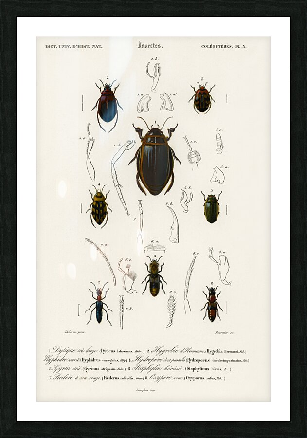 Different types of beetles Picture Frame print