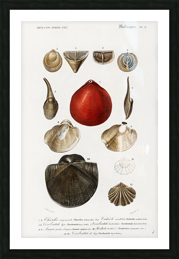 Different types of mollusks Picture Frame print
