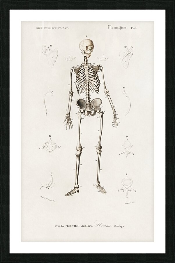Different types of mollusks Picture Frame print