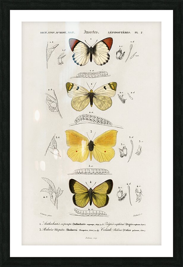 Different types of mollusks Picture Frame print