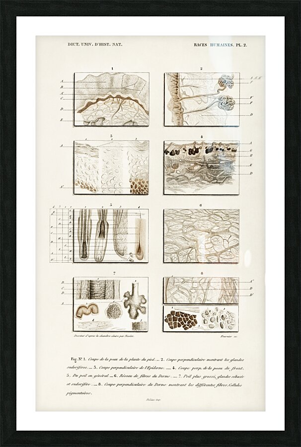 Collection of hand drawing of human skin structure Picture Frame print