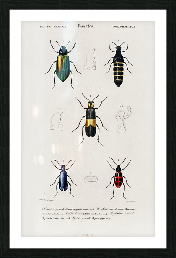 Different types of beetles Picture Frame print