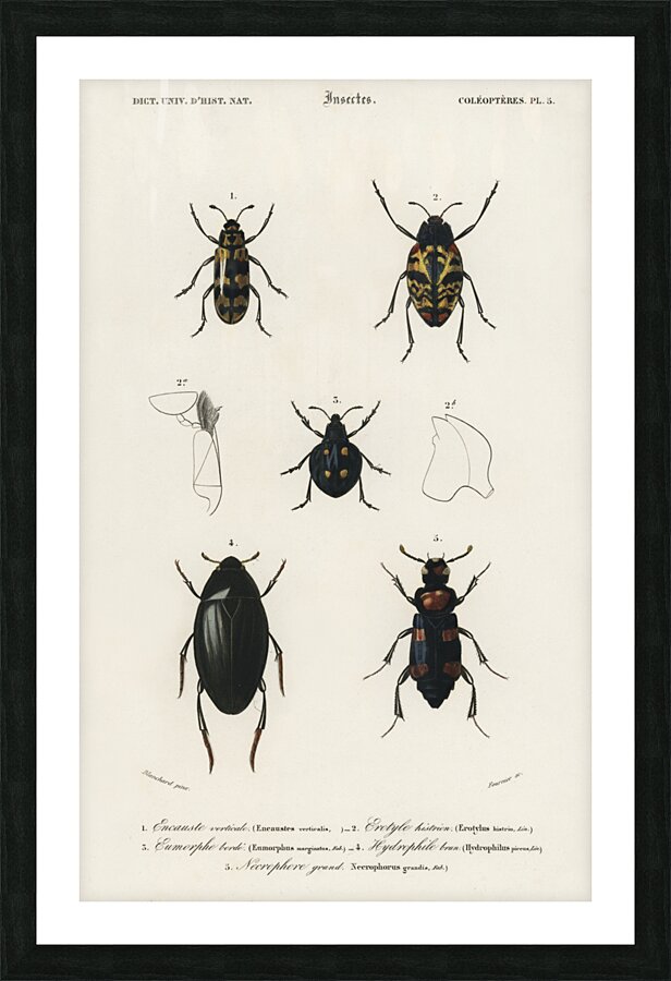 Different types of beetles Picture Frame print