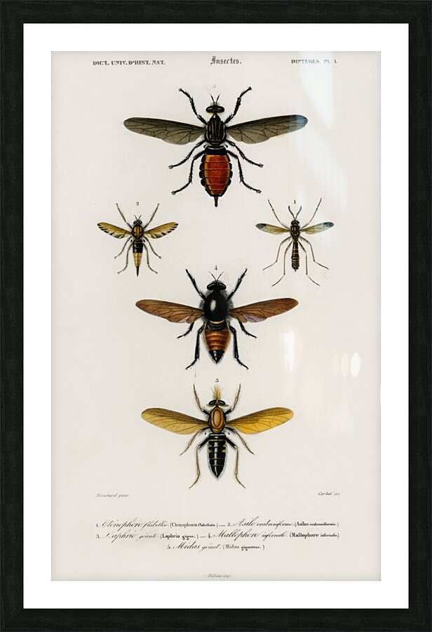 Different types of insects Picture Frame print