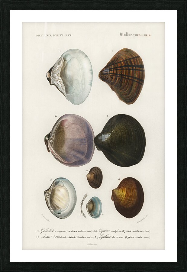 ictionnaire Universel D histoire Naturelle D Orbi 1694477462.2014 Picture Frame print