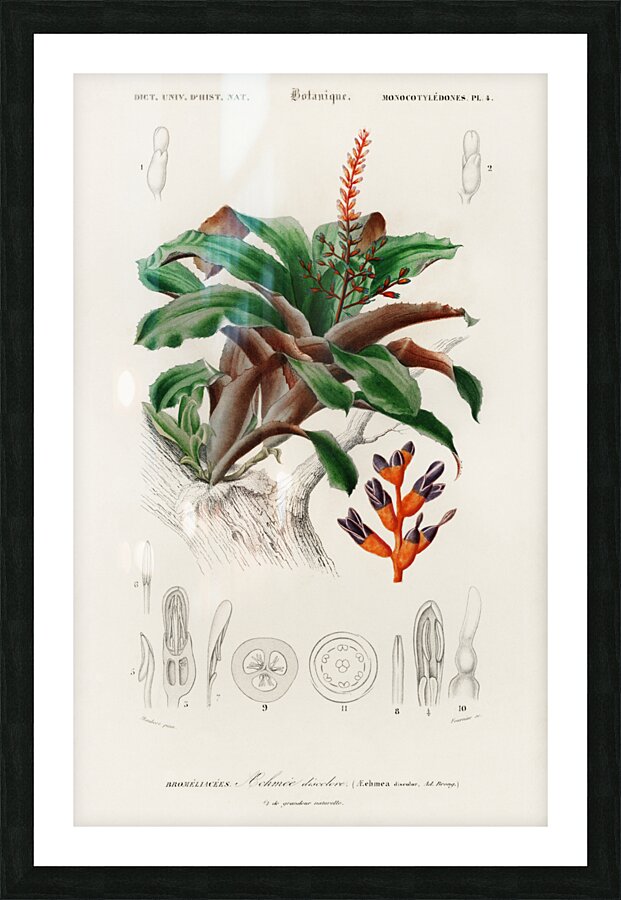 Bromeliad Aechmea discolor Picture Frame print