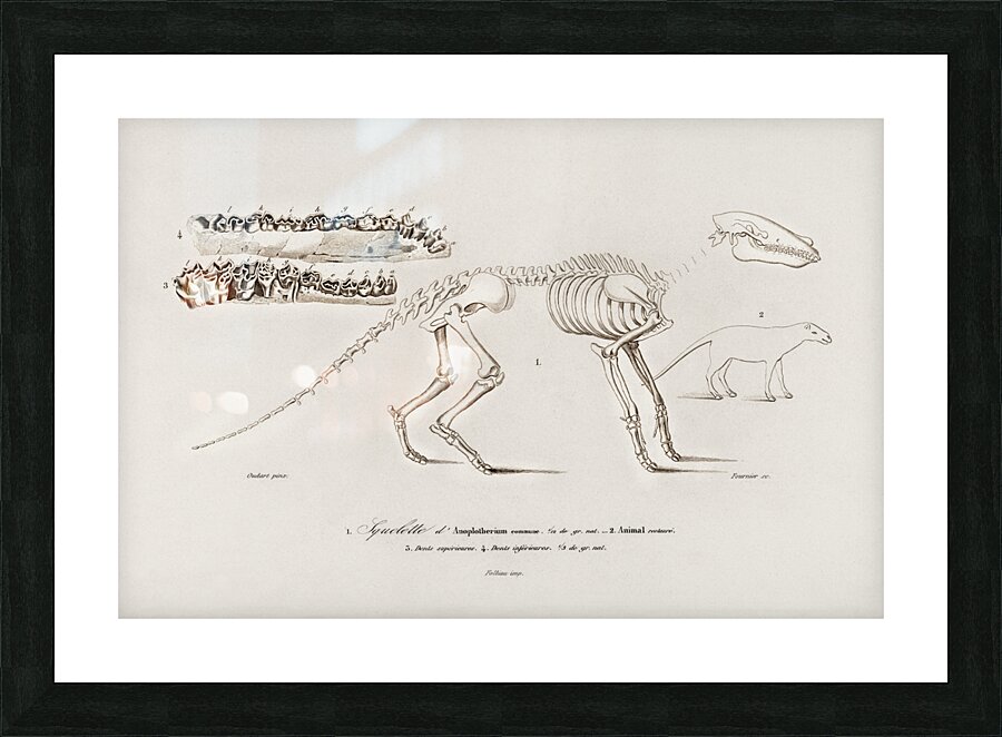Ungulate Anoplotherium Picture Frame print