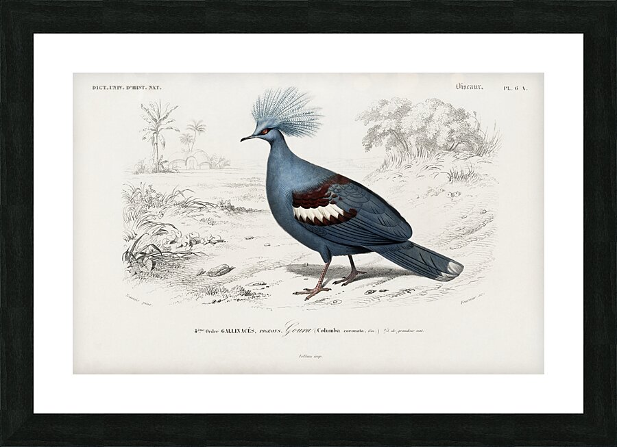 Goura Picture Frame print