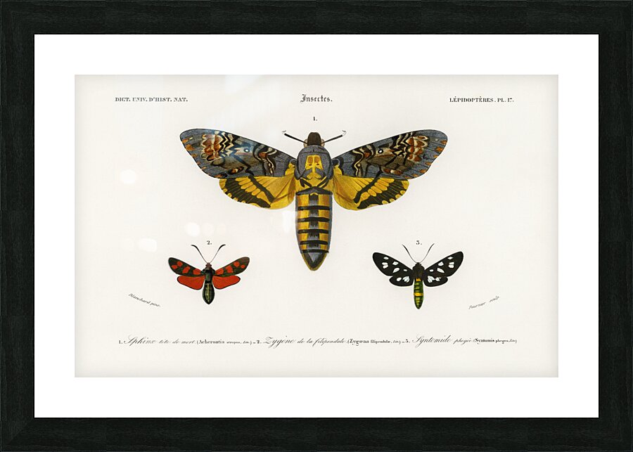 Collection of moths Picture Frame print