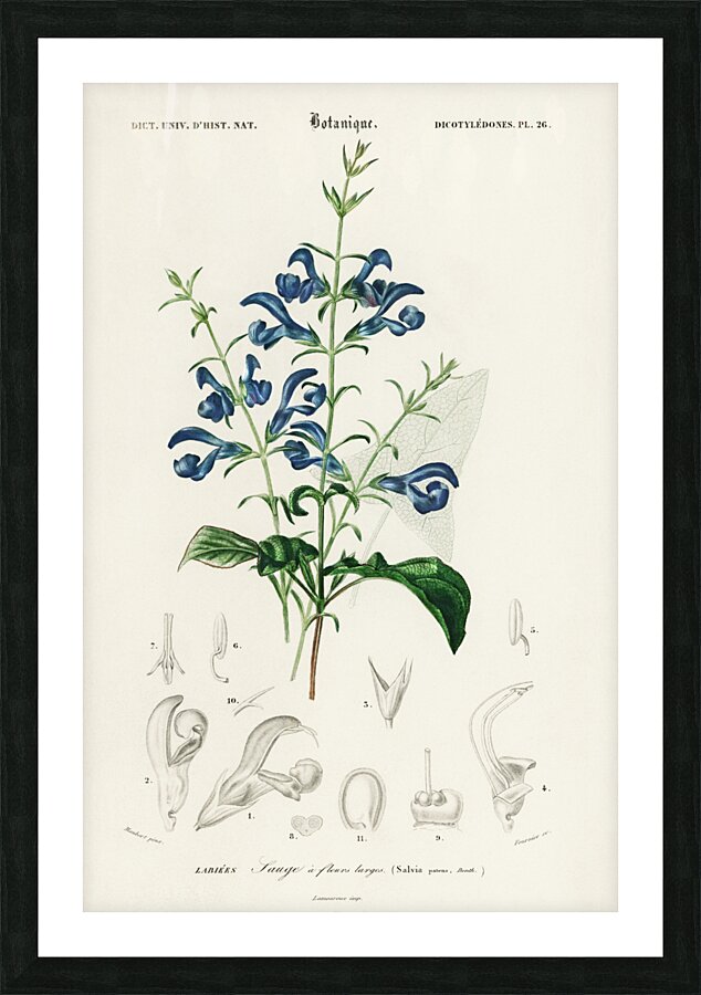 Collection of moths Picture Frame print