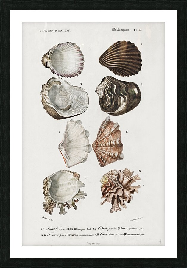 Different types of mollusks Picture Frame print